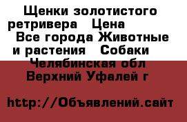 Щенки золотистого ретривера › Цена ­ 15 000 - Все города Животные и растения » Собаки   . Челябинская обл.,Верхний Уфалей г.